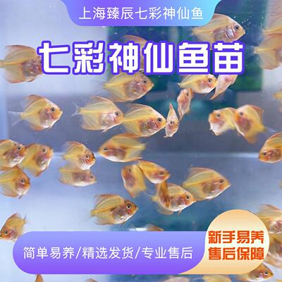 七彩神仙鱼苗热带观赏鱼精品鱼苗活体中小型好养包活【渔场直售】