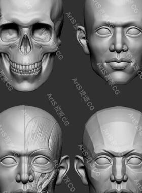 4组zbrush人物头部头骨骷脸部肌肉切面3d模型ZB雕刻超精细模型obj
