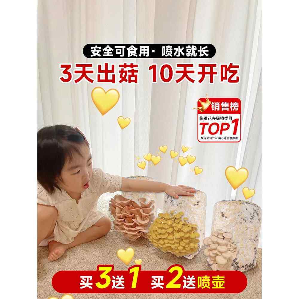 蘑菇种植包新鲜菌种菌菇黑平菇种植菌包食用菌菇棒家庭自种小盆栽