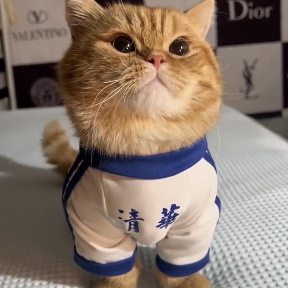 宠物狗狗猫咪衣服春秋款打底衫金渐层布偶猫泰迪比熊可爱帅气T恤