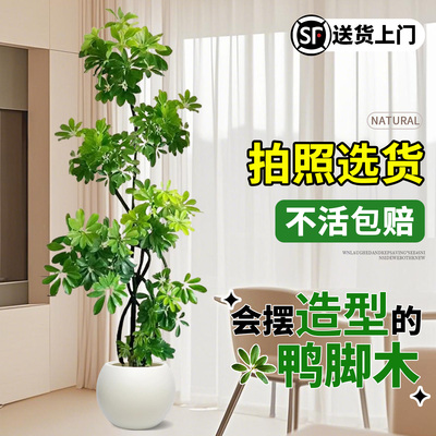 造型鸭脚木客厅大盆栽鸭掌木鹅掌柴室内落地式大型四季常青绿植物