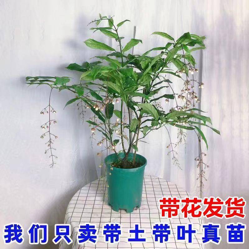 垂丝茉莉盆栽花苞开室内阳台绿卉植白蝴蝶四季带花稀有垂吊花厂家