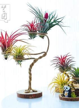 空气凤梨植物 四孔五孔 圆盘麻绳支架精灵套餐绿植盆栽花草