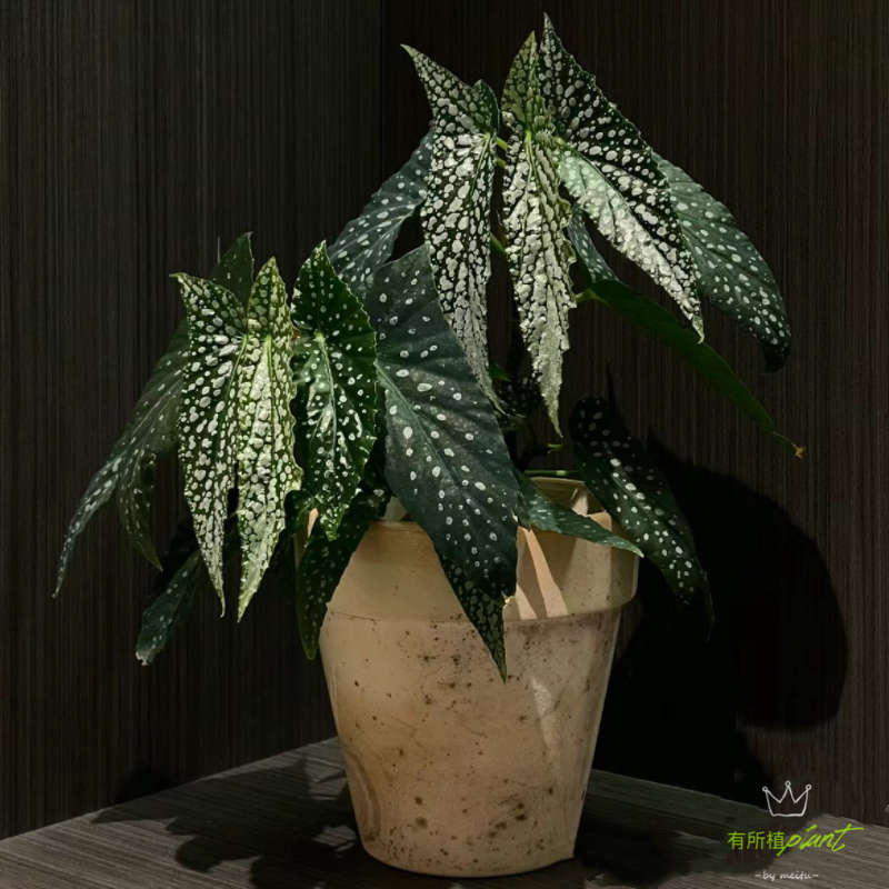 白冰秋海棠热带观叶植物网红INS风盆栽懒人养护庭院