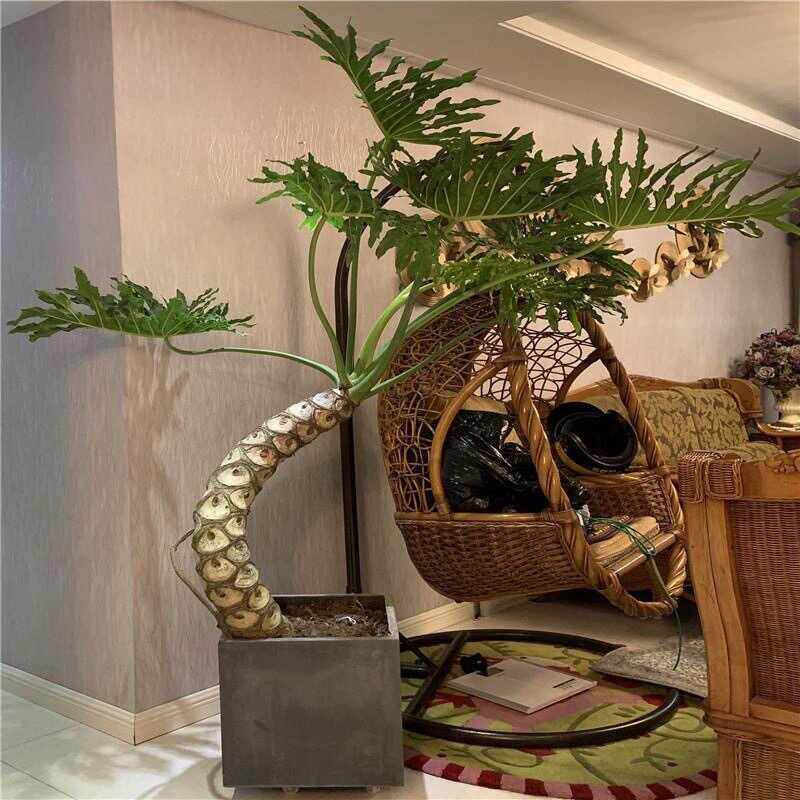老桩龙鳞春羽盆栽大型绿植室内客厅庭院网红造型办公室植物