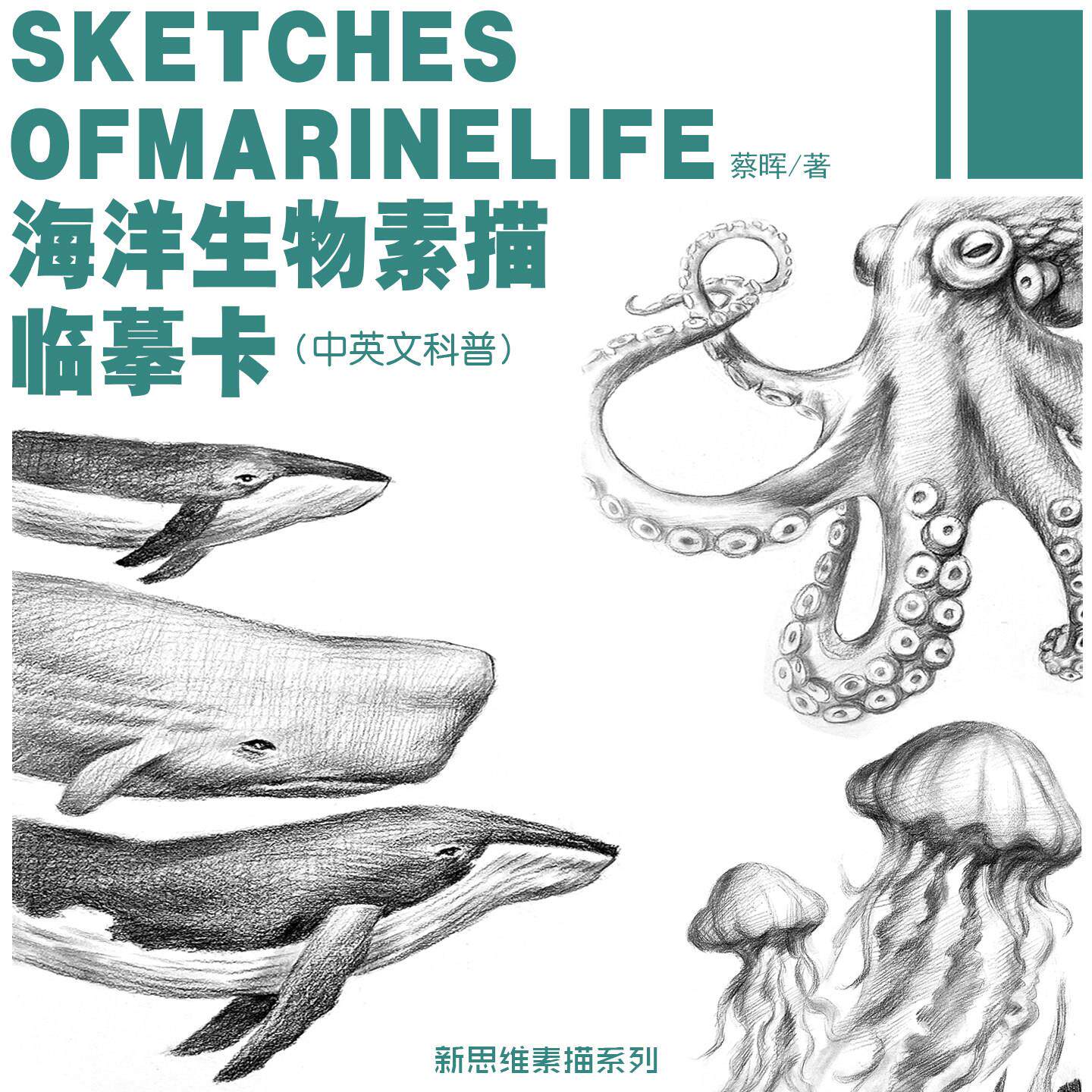 海洋生物素描临摹卡(中英文科普)儿童美术生速写本加厚+PPT教材