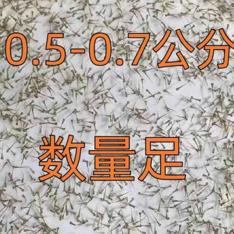 本地泥鳅水花苗 土泥鳅 稻田养殖 钻泥 好养 野外