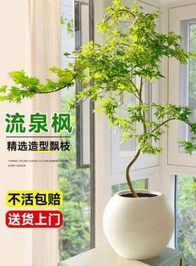 黄金流泉枫盆栽绿植室内大型自然美家居造型枫树禄植客厅植物盆栽