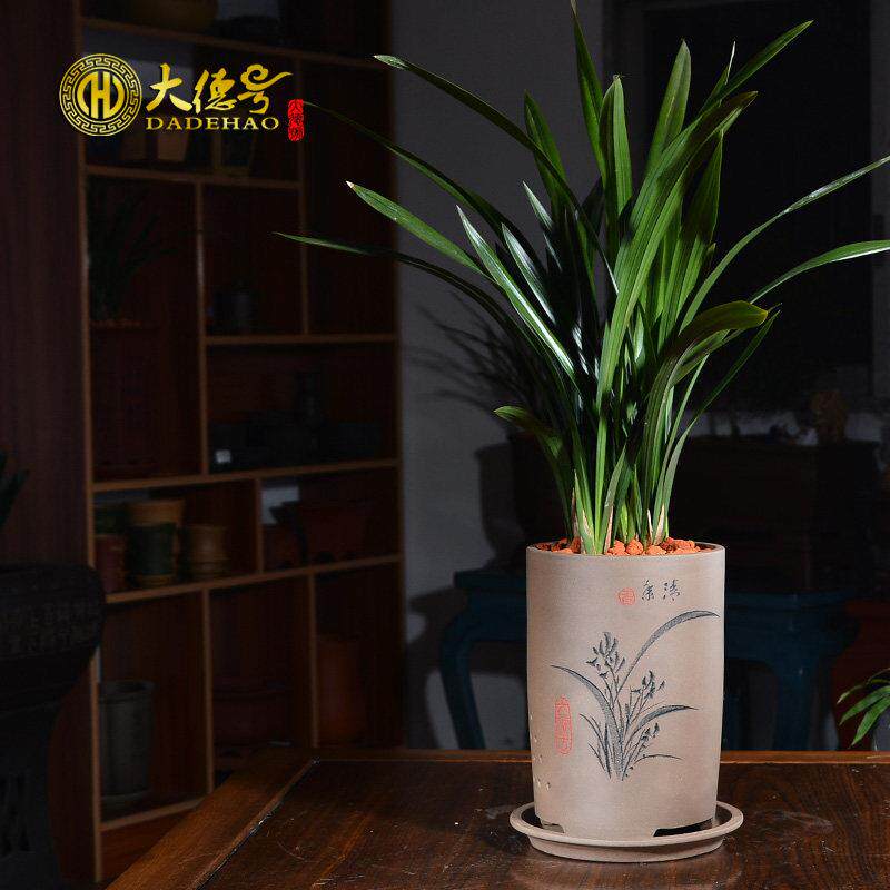 紫砂兰花盆宜兴刻绘吊兰盆景室内盆栽虎皮兰专用盆君子兰陶瓷花盆