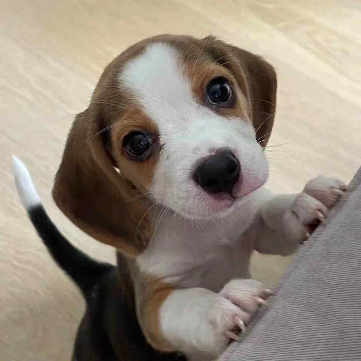 比格犬混血警犬小狗米鲁犬猎兔犬狗狗大耳朵宠物小型猎犬幼犬短毛