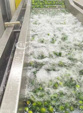 气泡式桑叶清洗机喷淋桑牙夜兰花清洗设备绿珍珠夜兰花清洗机