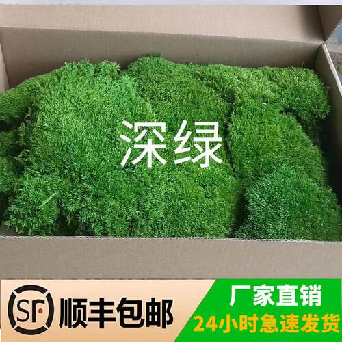 永生苔藓大灰藓白发藓墙彷真永生花假彷生青苔盆景室内景观造景绿