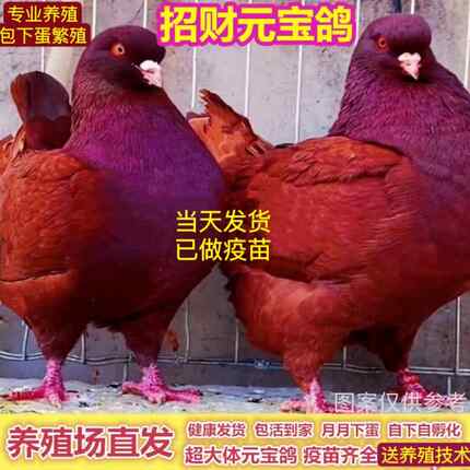 【新品巨型鸽】纯种大体元宝鸽鸽子正宗巨型大元宝鸽青年包邮包活