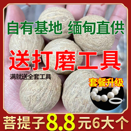 菩提子原籽手串手链男女配饰原料白玉菩提根大果佛珠纪念手工艺品