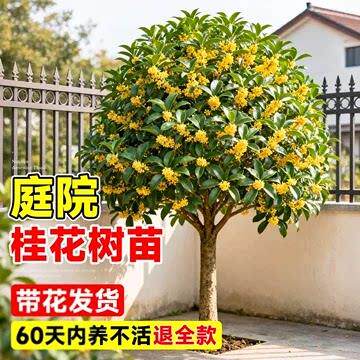 桂花树苗大树八月金桂庭院地栽室外阳台植物四季开花室内好养花卉