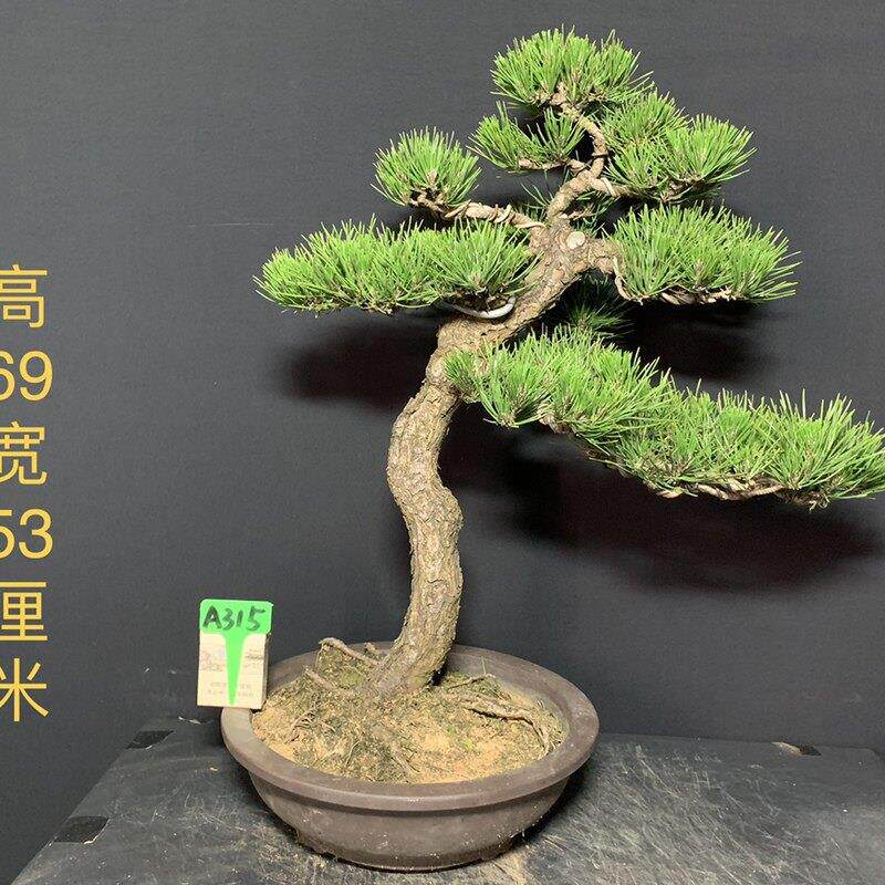 黑松短针暴皮老盆精品练手素材苗矮霸新品盆栽盆景籽提根阳台绿植