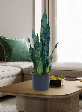 新款仿真虎皮兰盆栽人造仿盆简真绿植装饰栽景盆约BF211300免打理