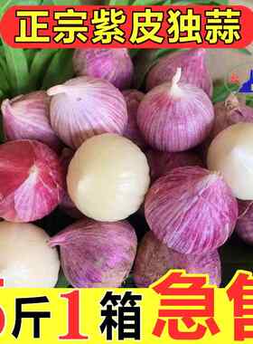 2024云南紫皮独头蒜大蒜头红皮独蒜干独蒜非新鲜现挖湿蒜蔬菜包邮