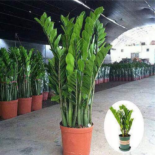 金钱树盆栽植物室内客厅绿植摇钱树办公室盆栽绿色植物盆景