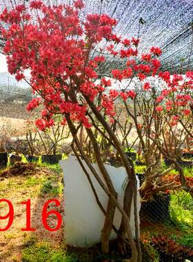 映山红树桩盆景红花熟桩庭院花卉盆栽办公桌植物春季阳台趣味卧室