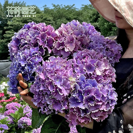 花莳园艺 2加绣球太阳花手鞠盆栽花苗八仙花阳台花卉美观地栽