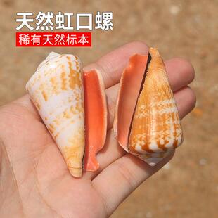 天然海螺贝壳虹口螺稀有标本水族鱼缸造景装饰品创意橱窗拍摄道具