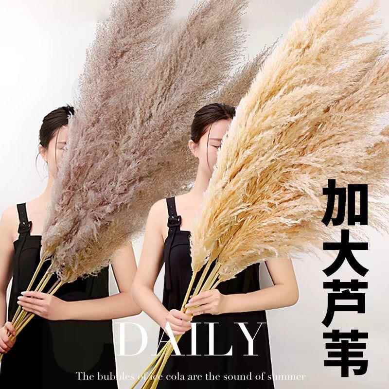 天然芦苇干 干燥花花束真花客厅摆设落地室内ins摆件永生天然蒲苇