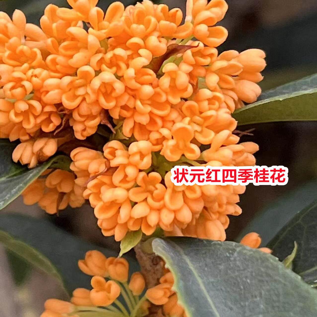 状元红观赏桂花树开 花味道清香丹桂阳台庭院盆栽地栽树苗