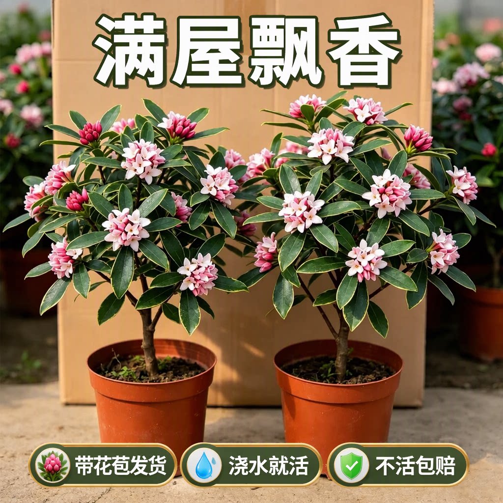 金边瑞香盆栽浓香型带花大苗年宵花室内阳台好养不活包赔花卉植物