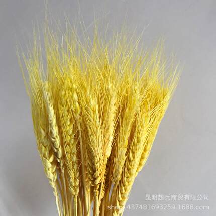 麦子装饰干花麦穗DIY插花配材大麦