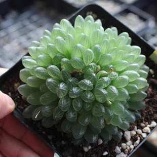 多头蝉翼玉露多肉植物罕见十二像蝉的翅膀玉露