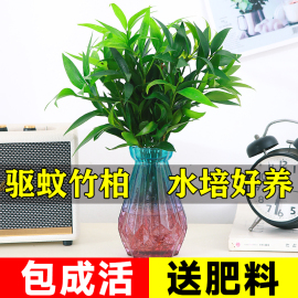 水培竹柏盆栽驱蚊水养植物绿植室内花卉客厅办公桌好养四季常青