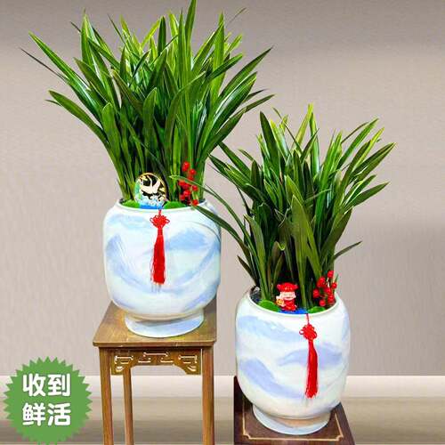 金边墨兰带花苞盆栽精品名贵兰花企黑浓香高端盆景室内客厅办公室