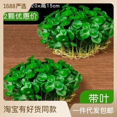 现货速发水培铜钱草盆栽室内室外花卉金钱草绿植易养活绿植花草植