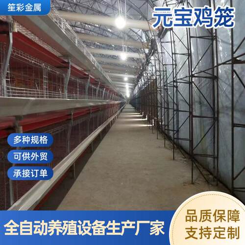 元宝肉鸡笼养殖用鸡笼大型肉鸡笼自动化畜牧养殖设备立式蛋鸡笼