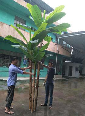 要制作按仿求芭蕉树真过胶手叶质感办公室商场装CF0021饰假绿植盆