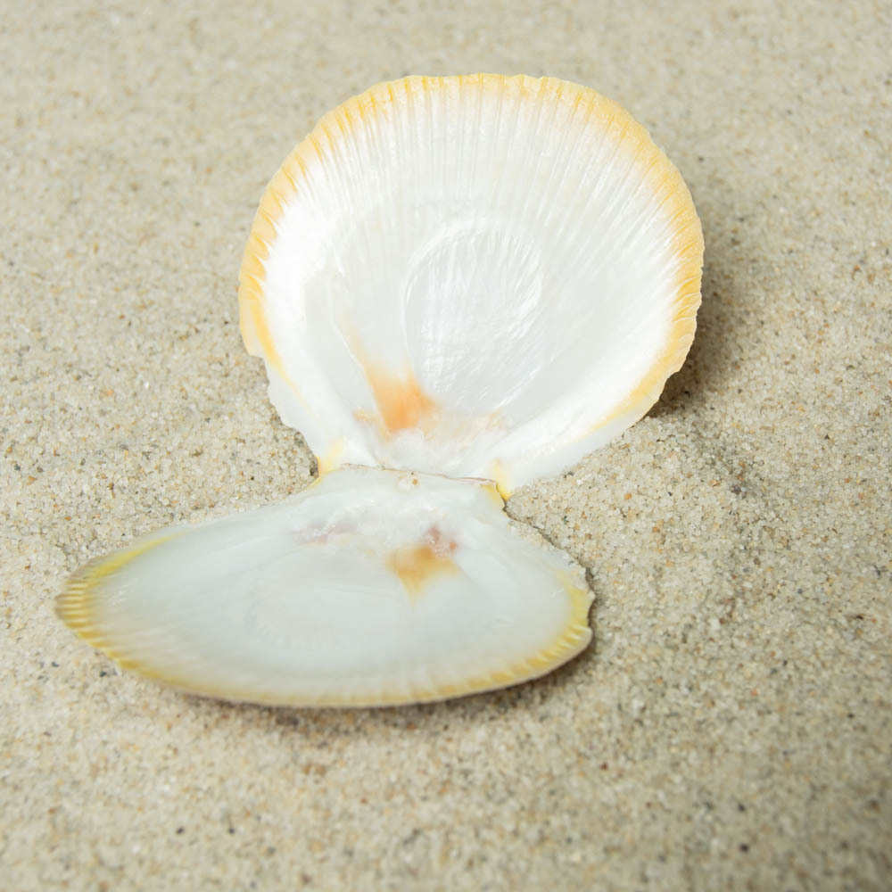 福海人家/日月贝 贝壳批发 海洋生物标本家居装饰工艺品贝壳