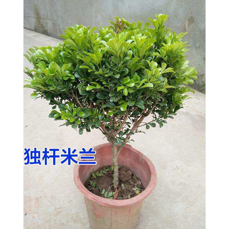 独杆米兰花卉绿植四季常青芳香浓郁室内阳台庭院盆栽地栽浓香型