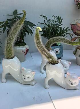 【翘屁嫩猫】猫咪花盆猴尾柱仙人掌专用花器陶瓷家用阳台可爱摆件