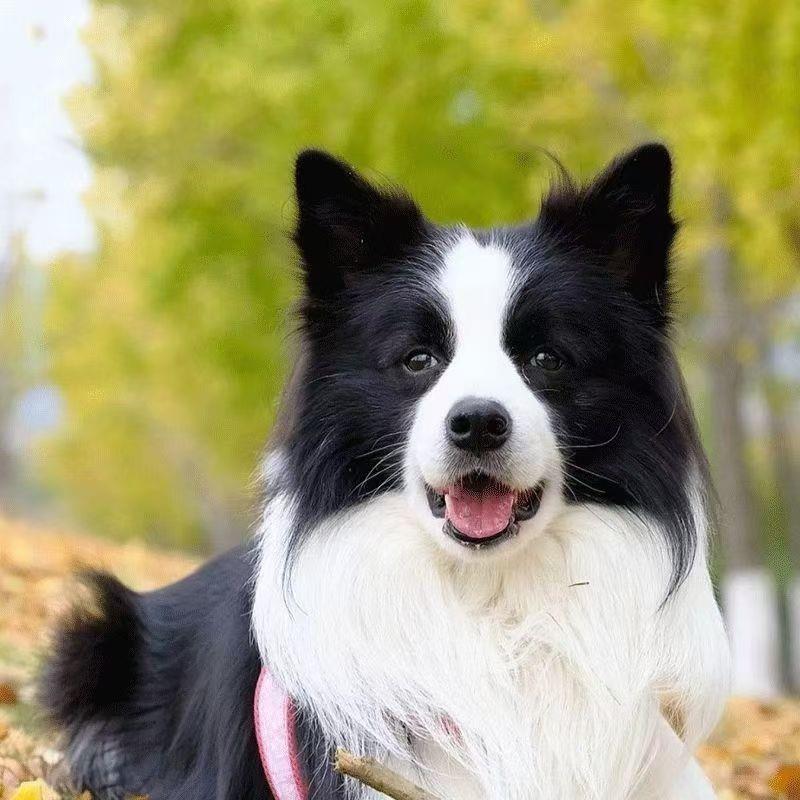 边牧幼犬宠物犬好养活中型犬狗黑白金工作犬幼宠活物便宜学生狗崽