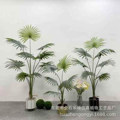 热带仿HZSK008内真植物加州蒲葵盆栽室地仿真扇蒲葵葵盆景落装饰