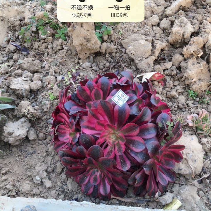 39包邮4-9-2美杜莎绣球