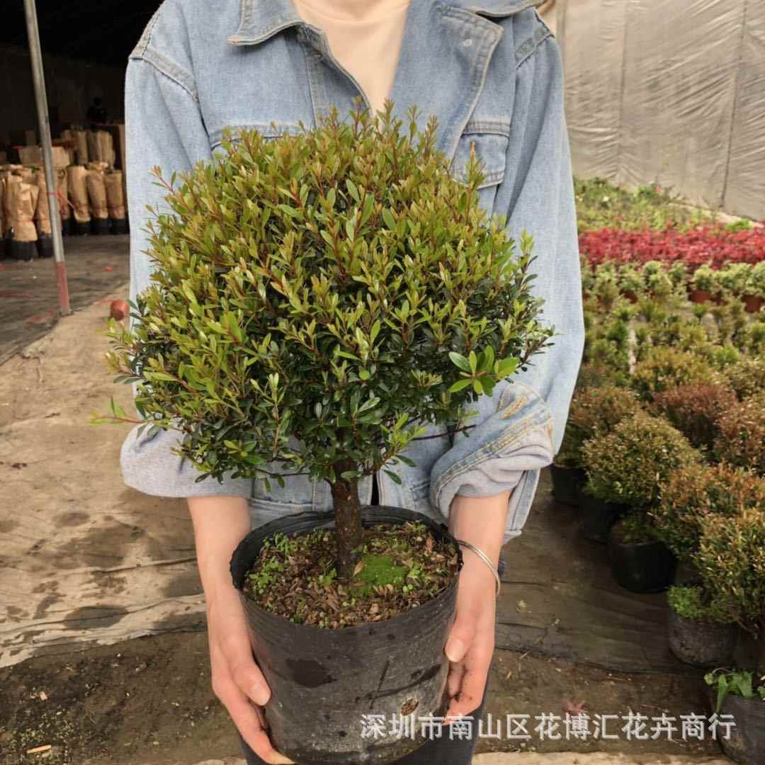 室外阳台庭院植物盆栽金丝红杨赤楠小叶赤楠树桩盆景耐养花卉