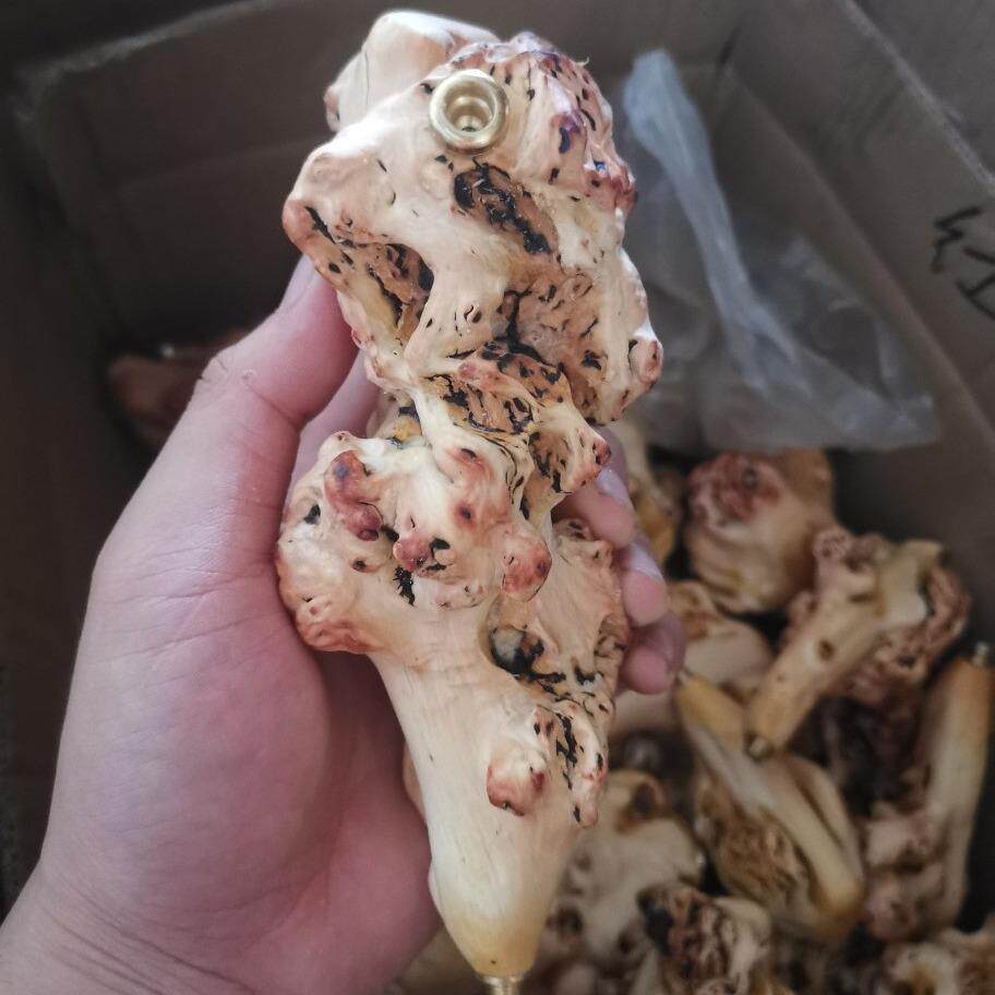 山茶木烟斗麻梨疙瘩烟斗 木制烟嘴 黑果木手把件 随行根雕烟斗