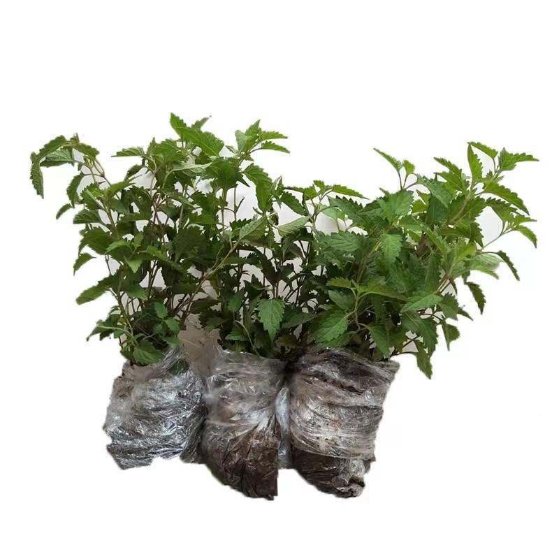 专属源野生冬凌TVC济山草苗全草精选药产地王屋冬凌草中材冰凌草