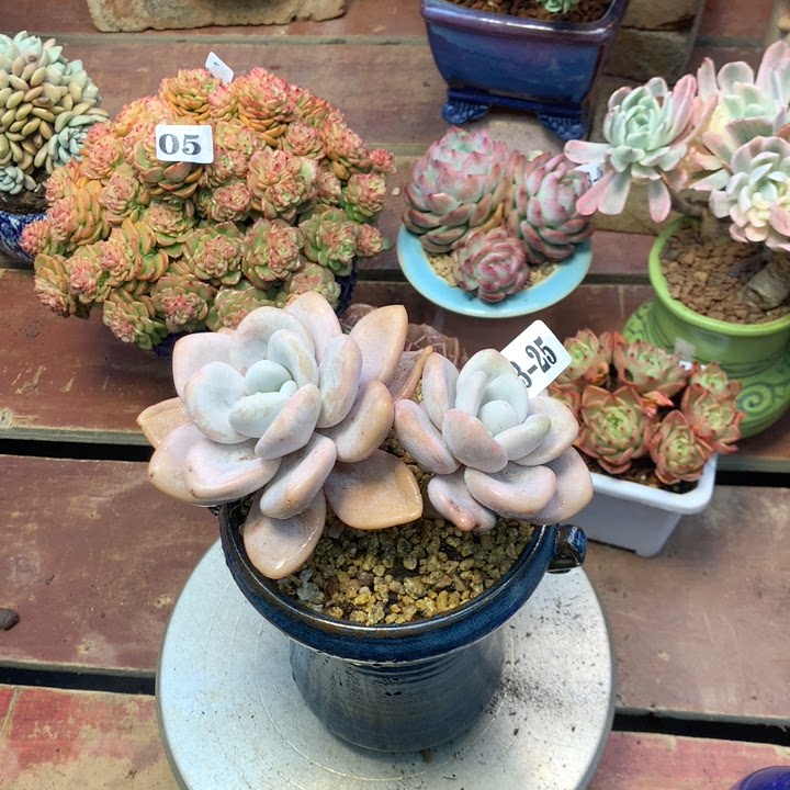 云南添彩多肉113-25粉兔