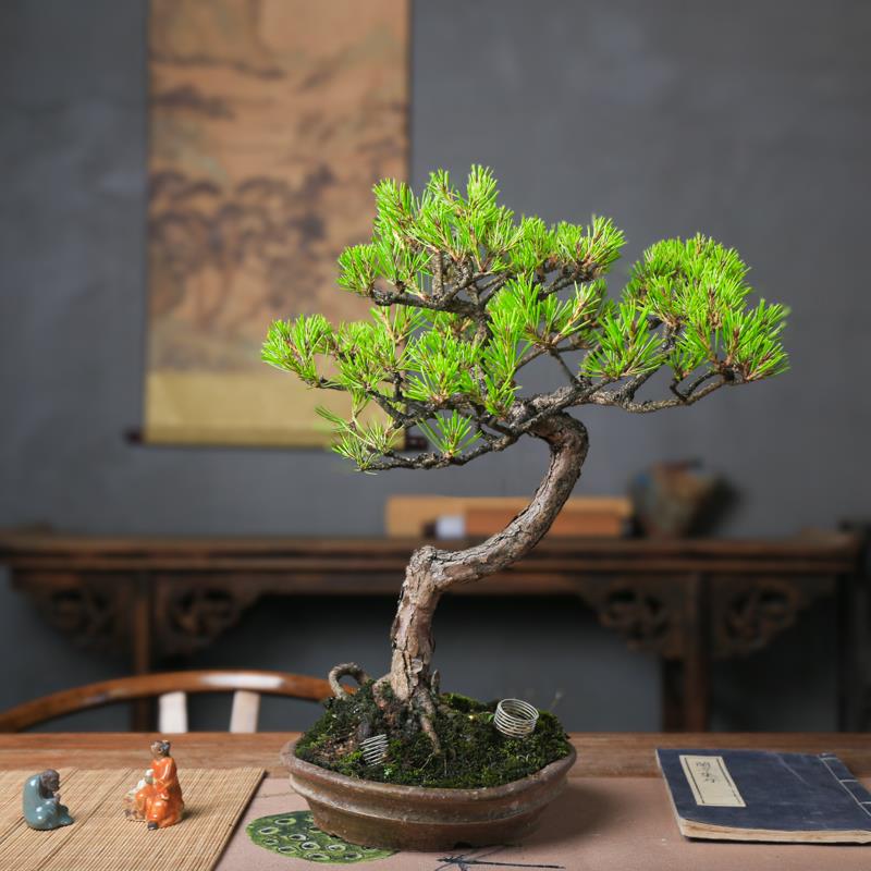 孤品矮霸黄山松盆景山采老桩一物一拍精品松树中式盆栽送领导礼物