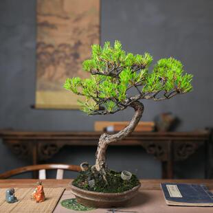孤品矮霸黄山松盆景山采老桩一物一拍精品松树中式盆栽送领导礼物