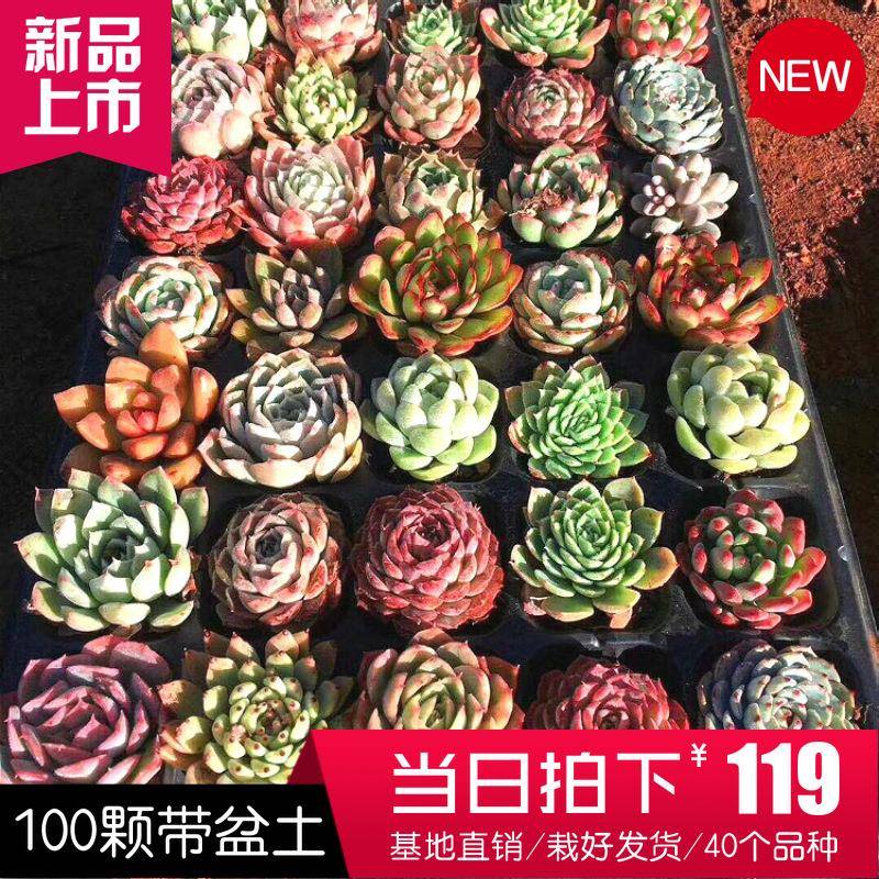 多肉植物 精品多肉50颗 十个品种肉肉植物整箱带盆土栽好发货
