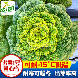 秋冬季黄心乌菜种子耐寒黄芯乌榻，菜种孑菊花，菜籽抗冻乌塔菜白菜种